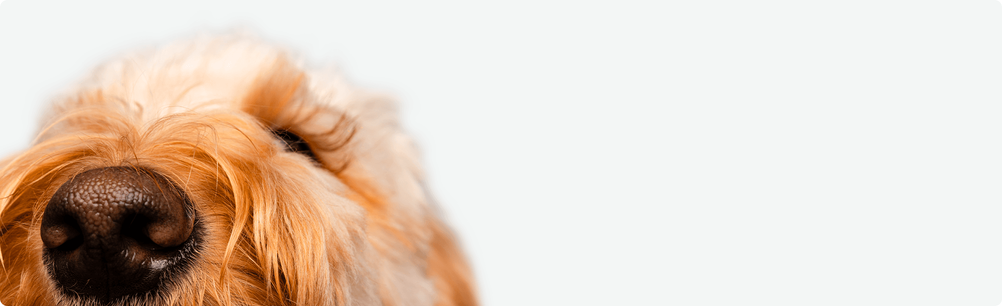 Pet Quiz CTA